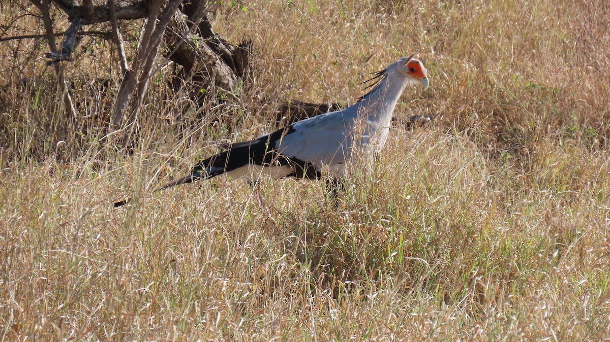 Secretarybird - ML620272631