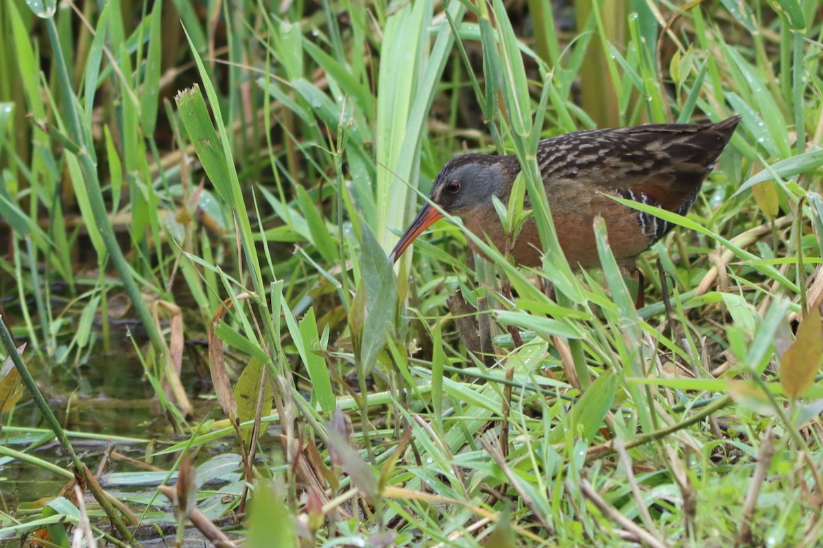 Virginia Rail - ML620272642