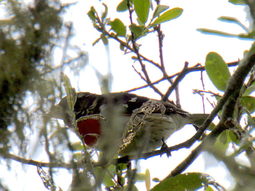 Rose-breasted Grosbeak - ML620272650