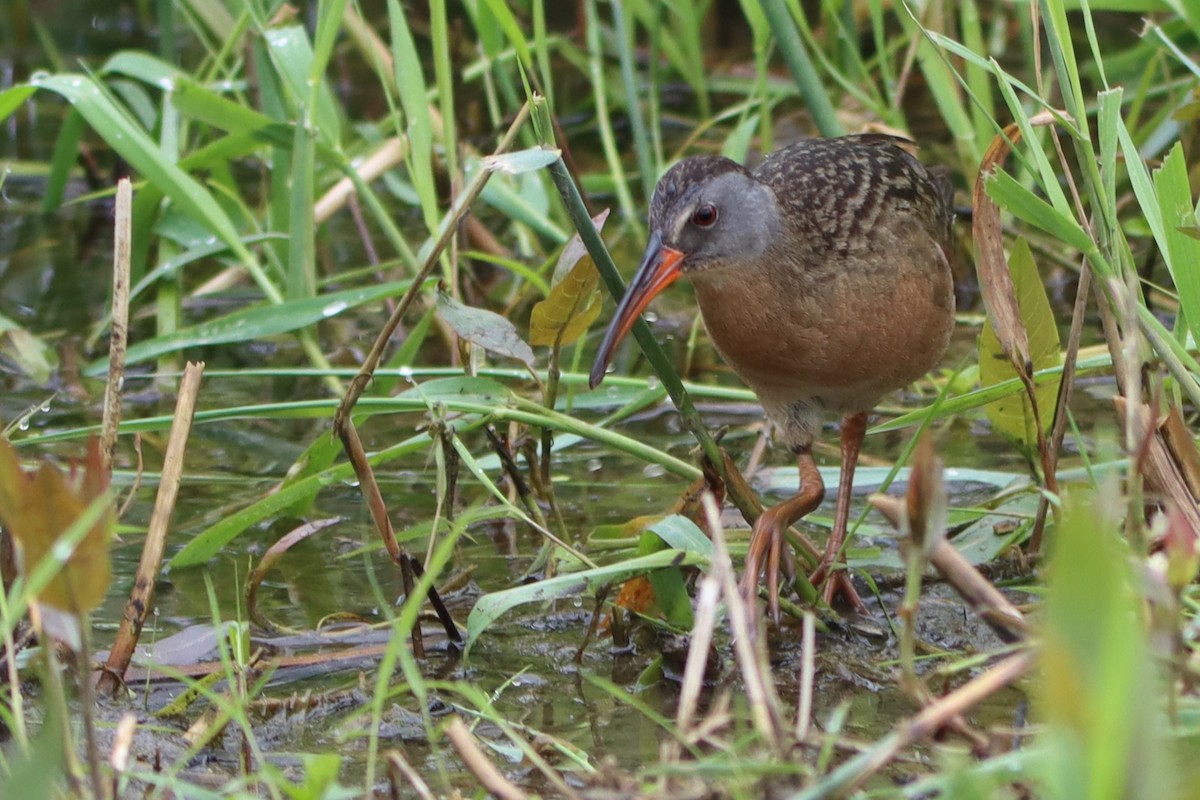 Virginia Rail - ML620272651