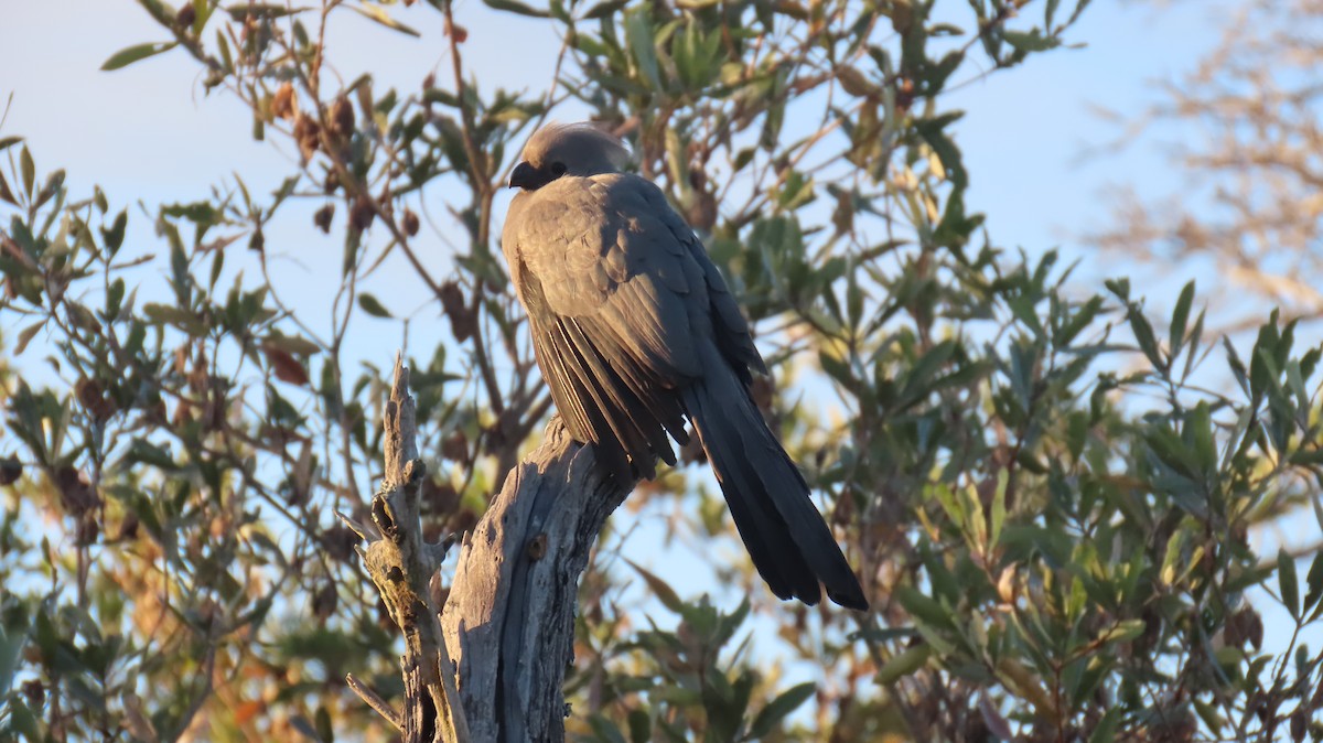 Turaco Unicolor - ML620272663