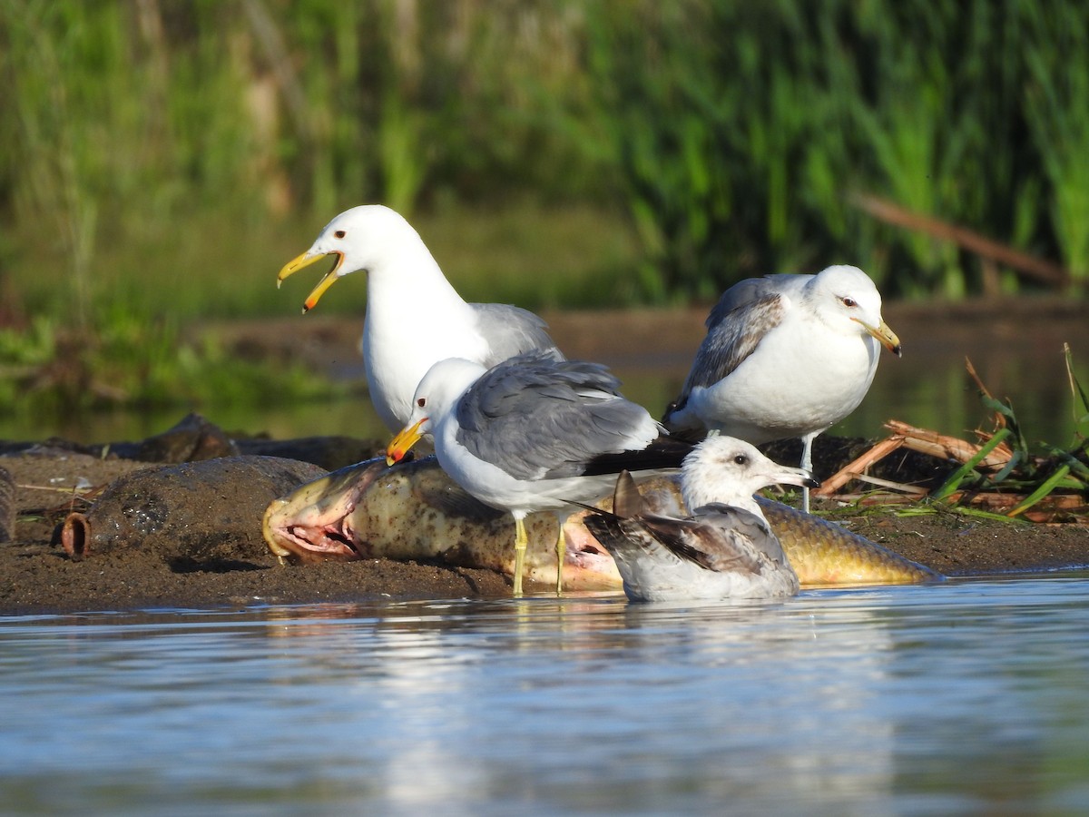 California Gull - ML620272670