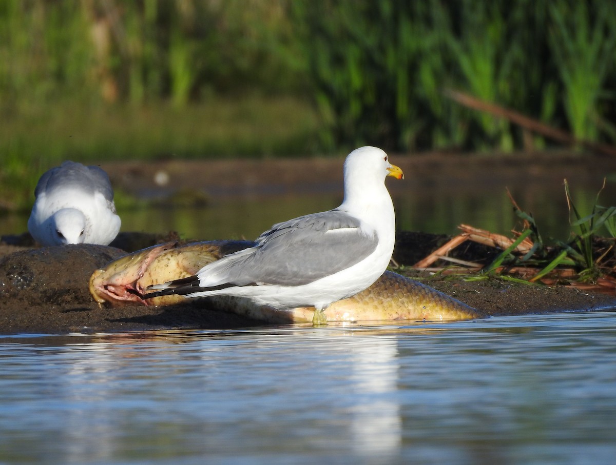 California Gull - ML620272671