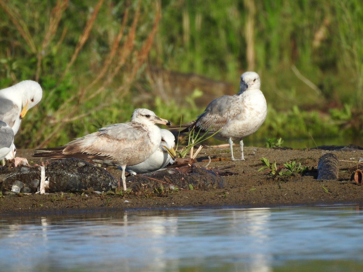 Gaviota Californiana - ML620272673