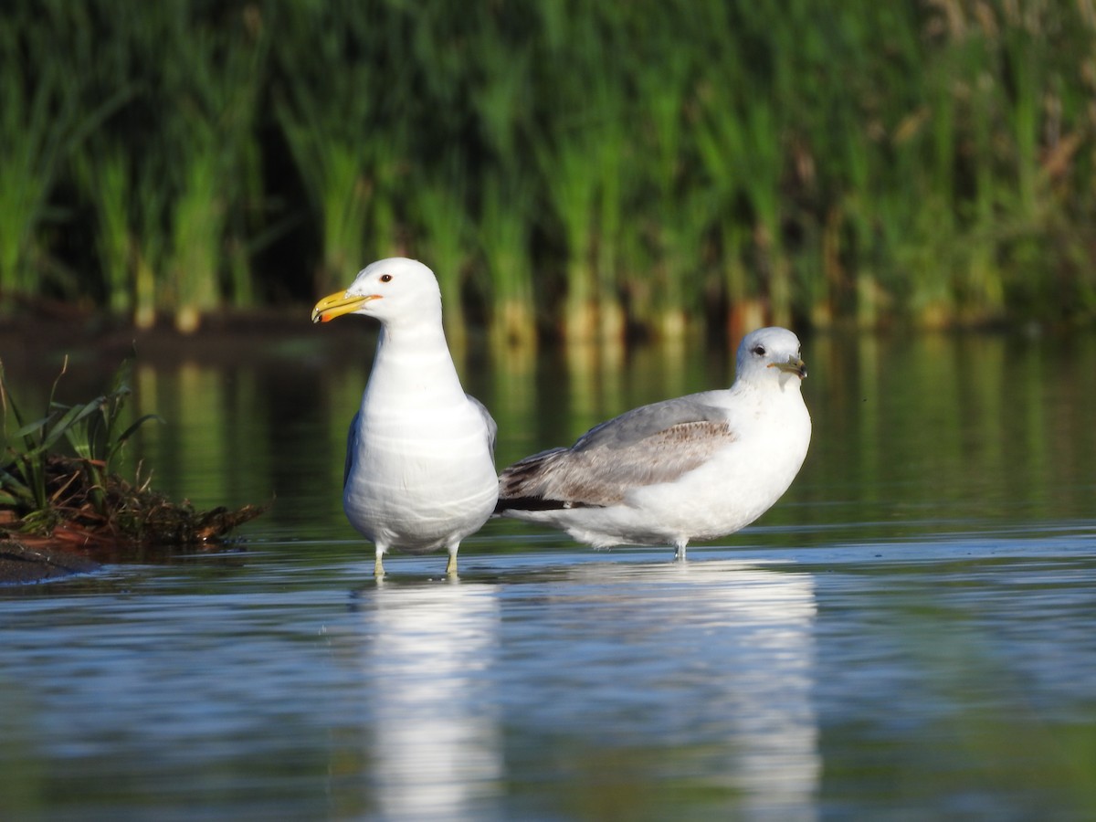 Gaviota Californiana - ML620272674