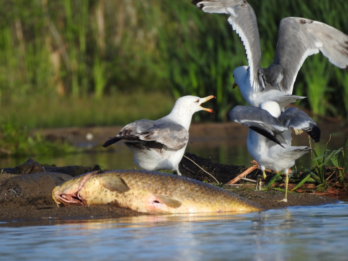 California Gull - ML620272680