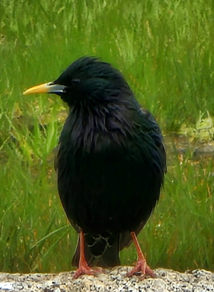 European Starling - ML620272681