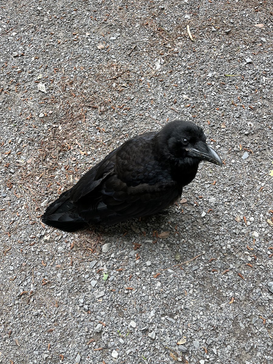 Common Raven - ML620272683