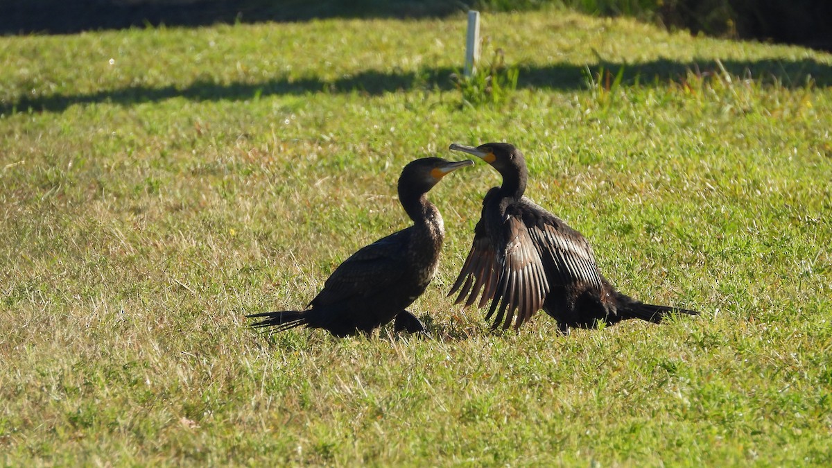 Great Cormorant - ML620272694