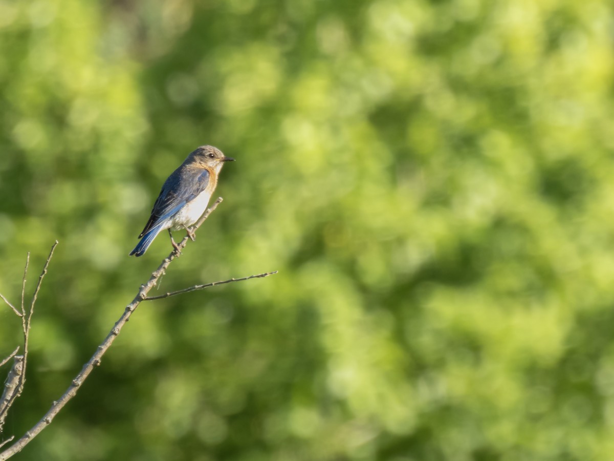 Eastern Bluebird - ML620272708