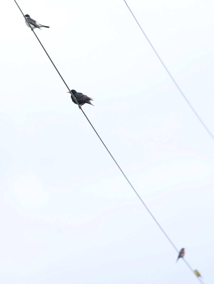 Eastern Kingbird - ML620272712