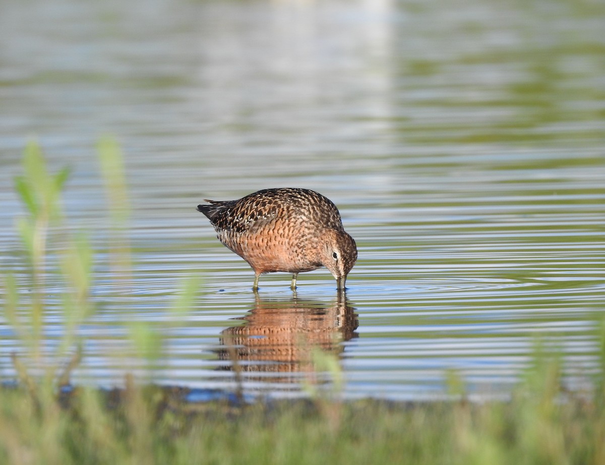Long-billed Dowitcher - ML620272713