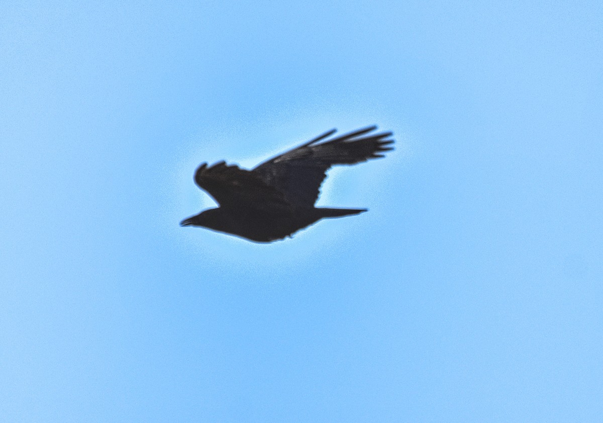 Carrion Crow - ML620272715
