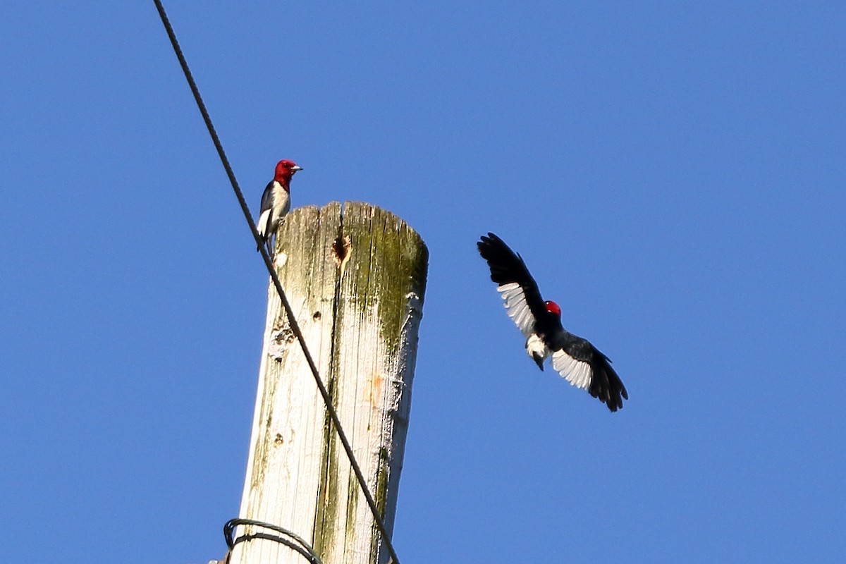 Red-headed Woodpecker - ML620272716