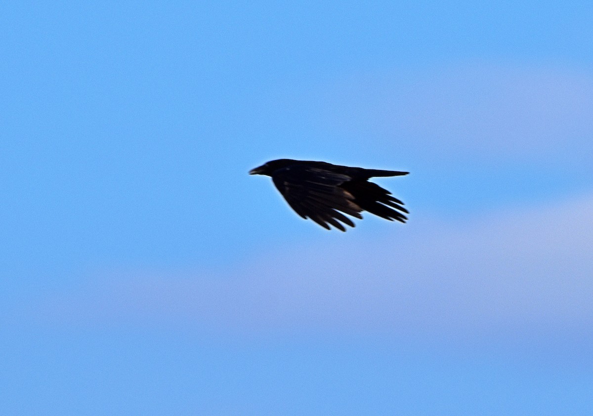 Carrion Crow - ML620272718