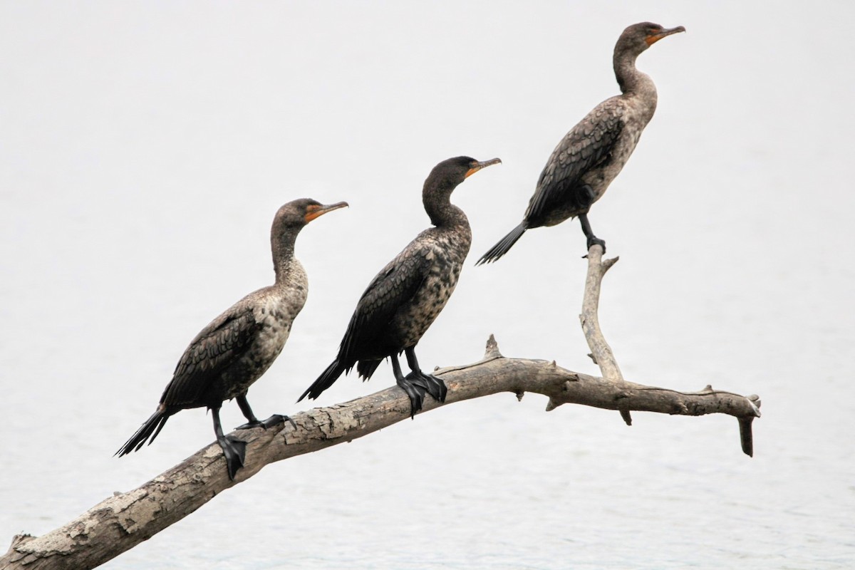 Double-crested Cormorant - ML620272722