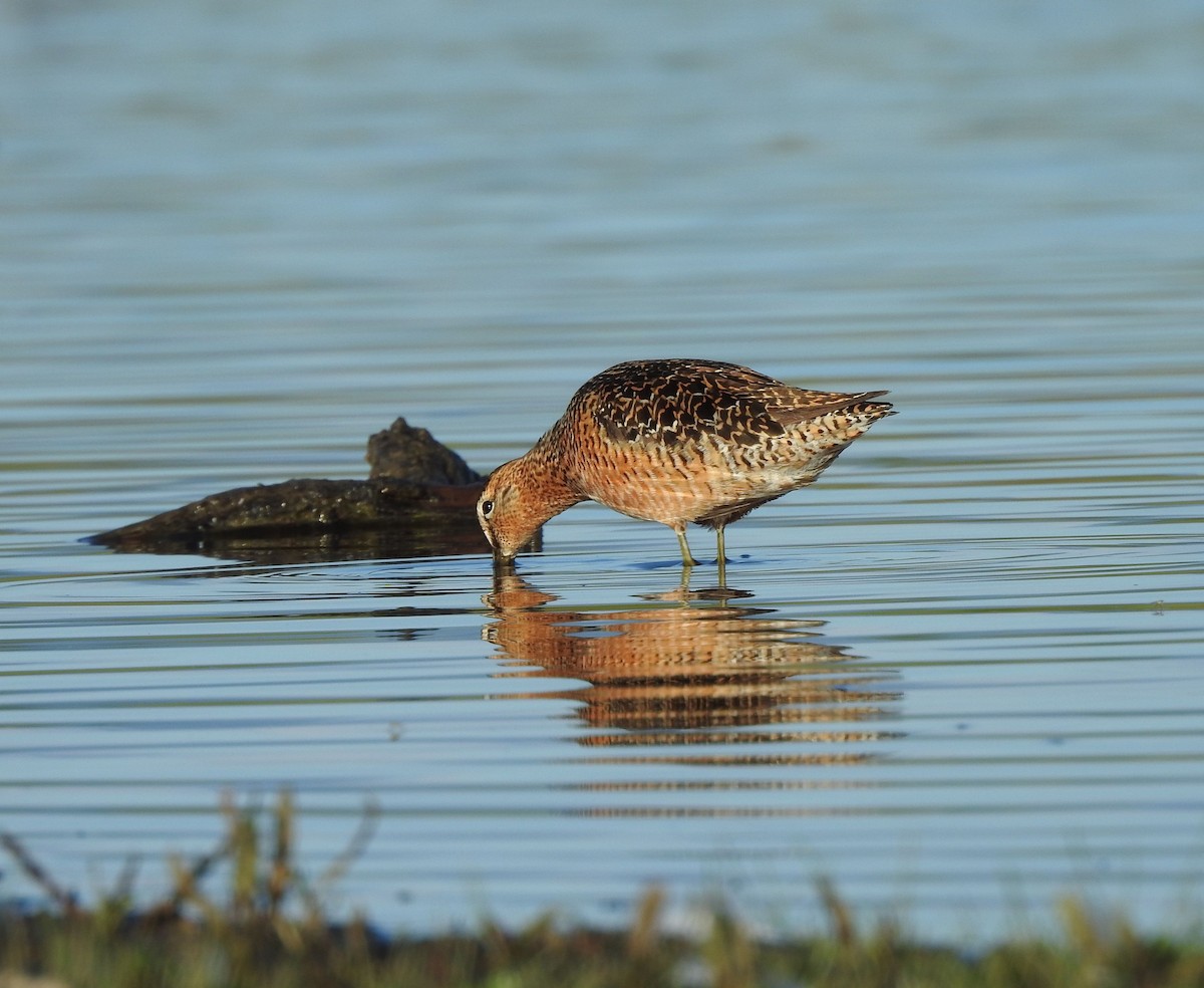 Long-billed Dowitcher - ML620272723