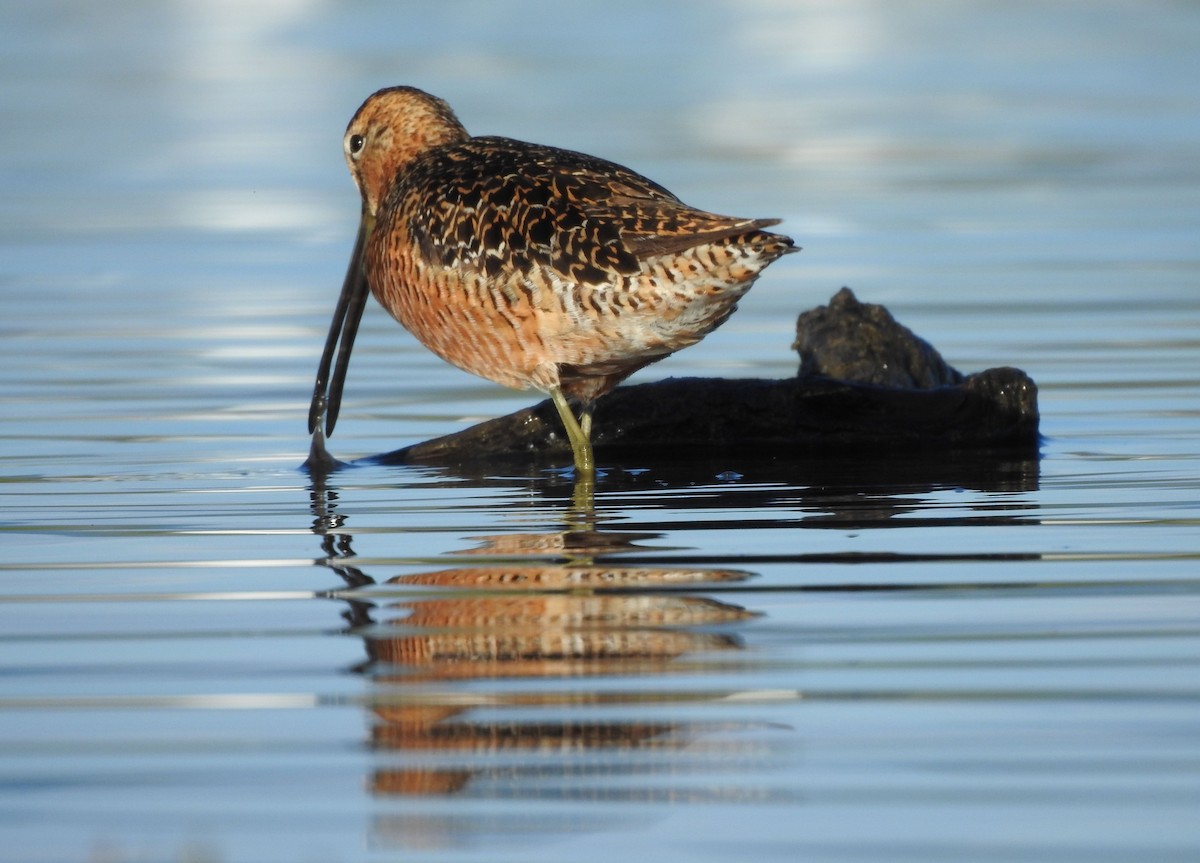 Long-billed Dowitcher - ML620272724