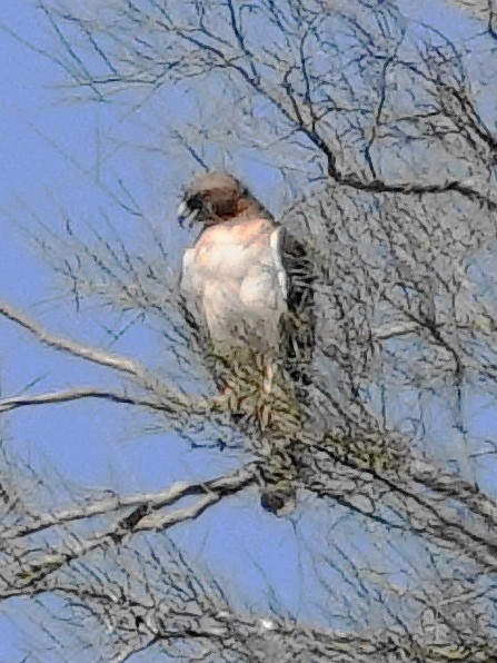Red-tailed Hawk - ML620272736