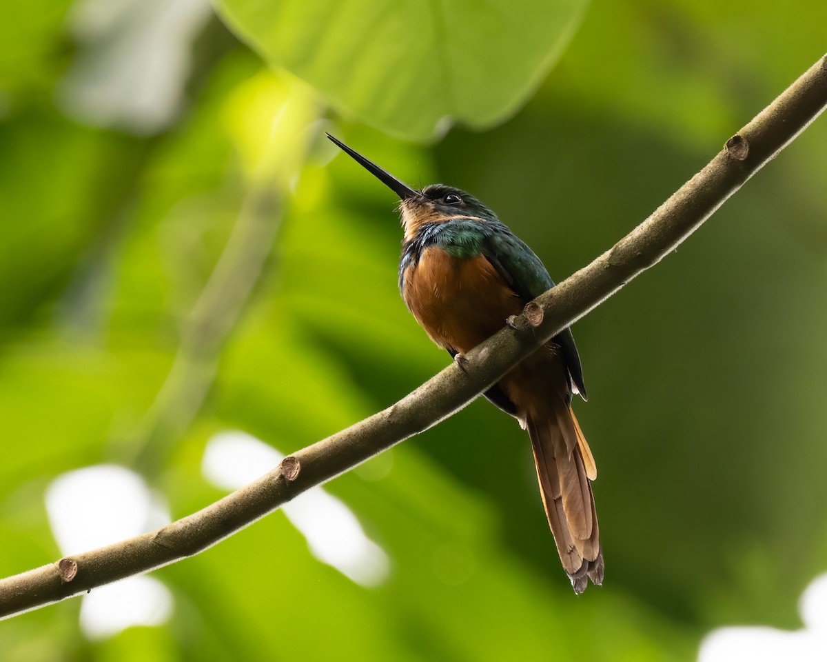 Jacamar à queue rousse - ML620272754