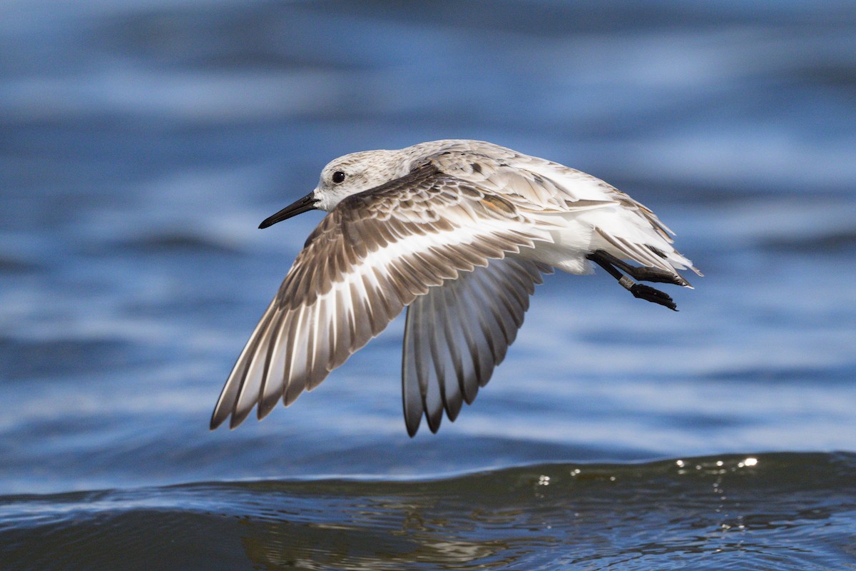 Bécasseau sanderling - ML620272755