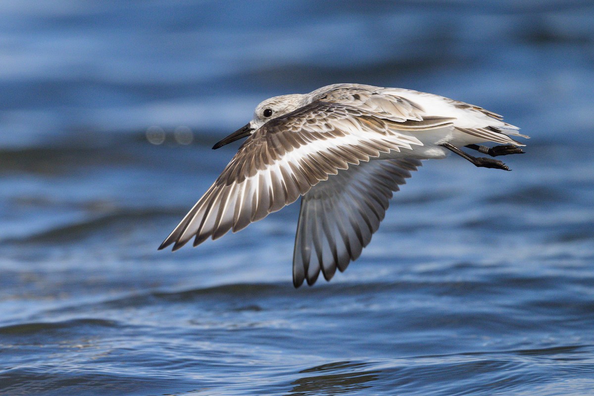 Bécasseau sanderling - ML620272756