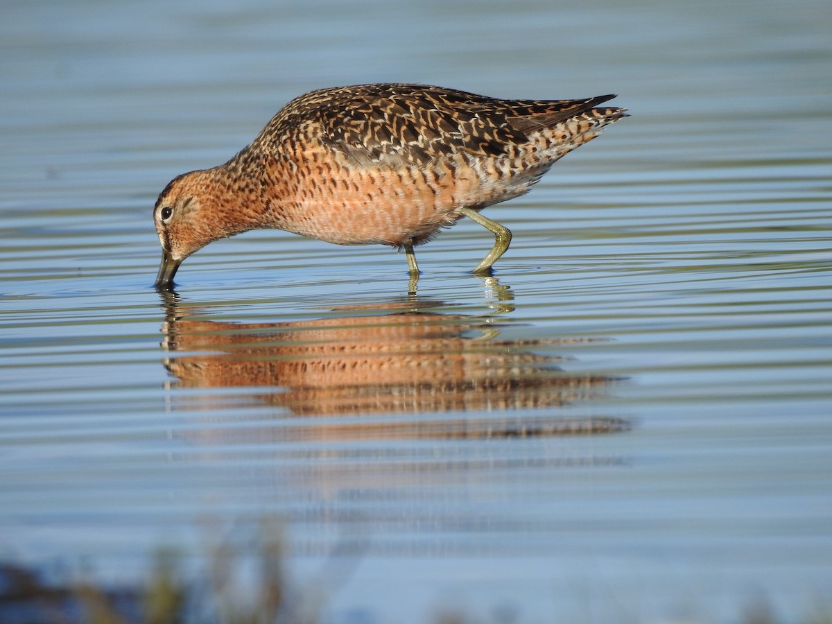 Long-billed Dowitcher - ML620272758