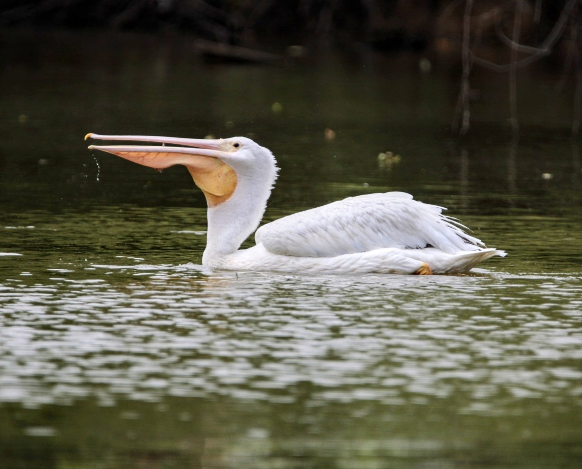 American White Pelican - ML620272763