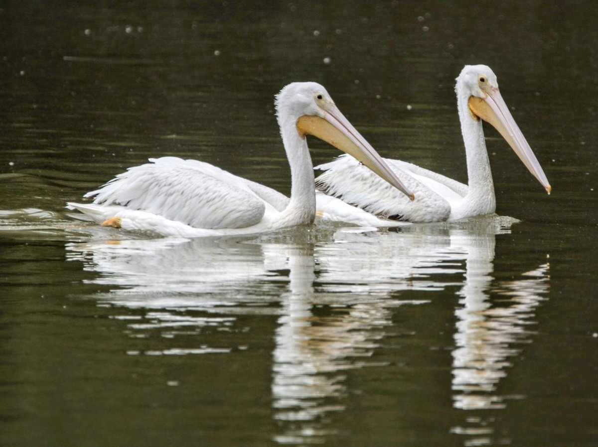 American White Pelican - ML620272764