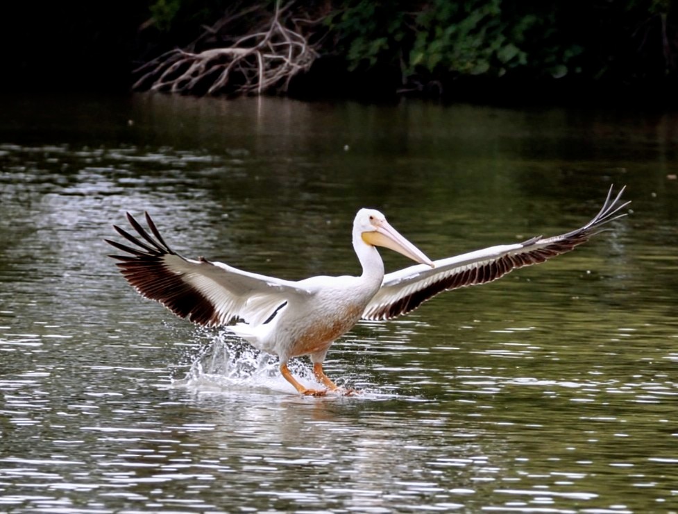 American White Pelican - ML620272765