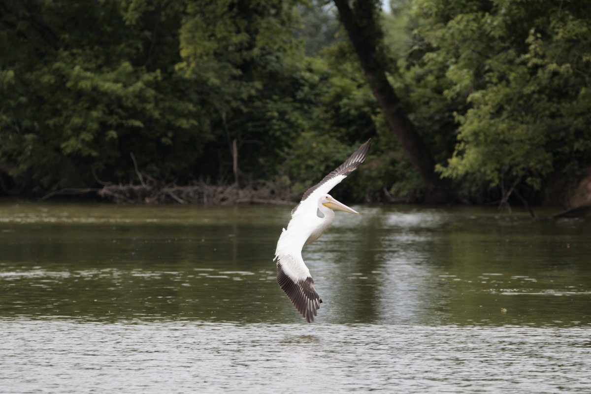 American White Pelican - ML620272766