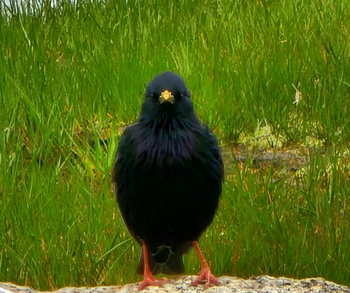 European Starling - Harriet Harding