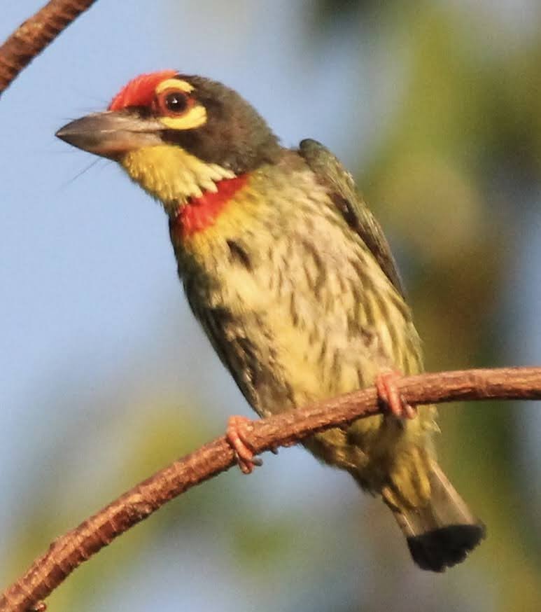 Coppersmith Barbet - ML620272779