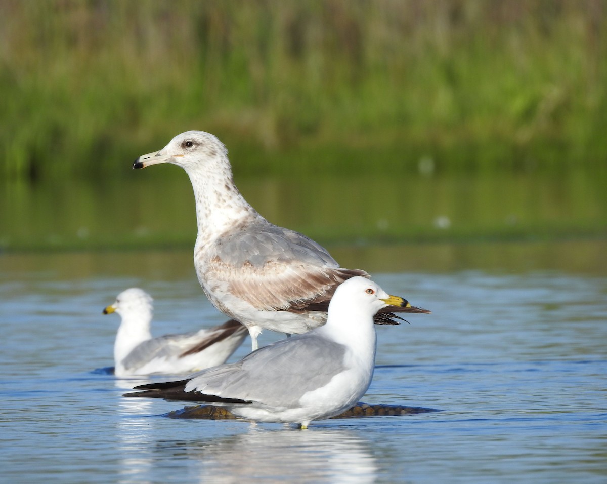 Ring-billed Gull - ML620272780