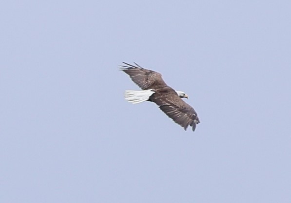 Bald Eagle - ML620272784