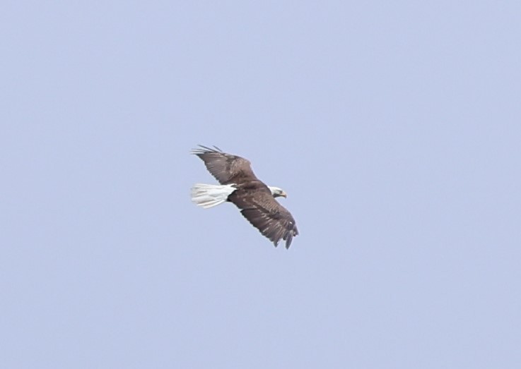 Bald Eagle - ML620272789