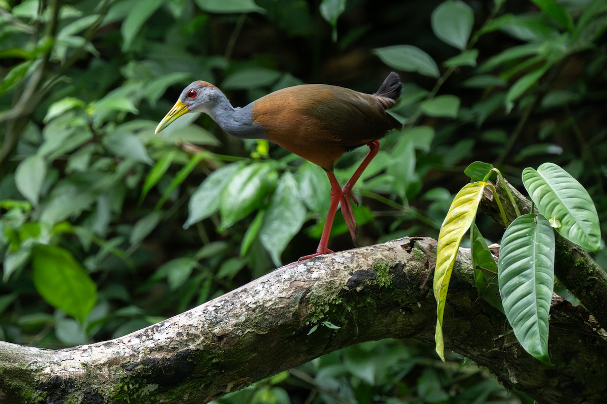 Russet-naped Wood-Rail - ML620272790