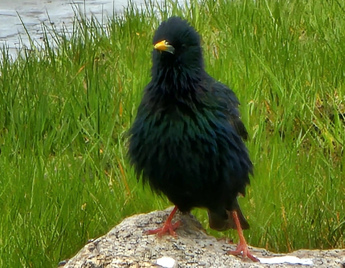 European Starling - ML620272793