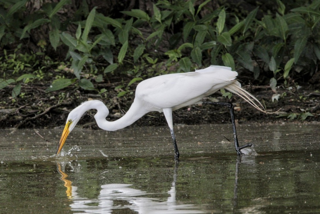 Great Egret - ML620272800