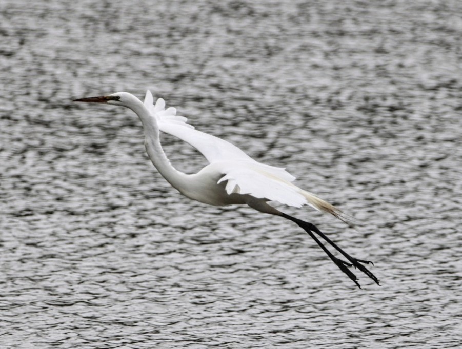 Great Egret - ML620272801