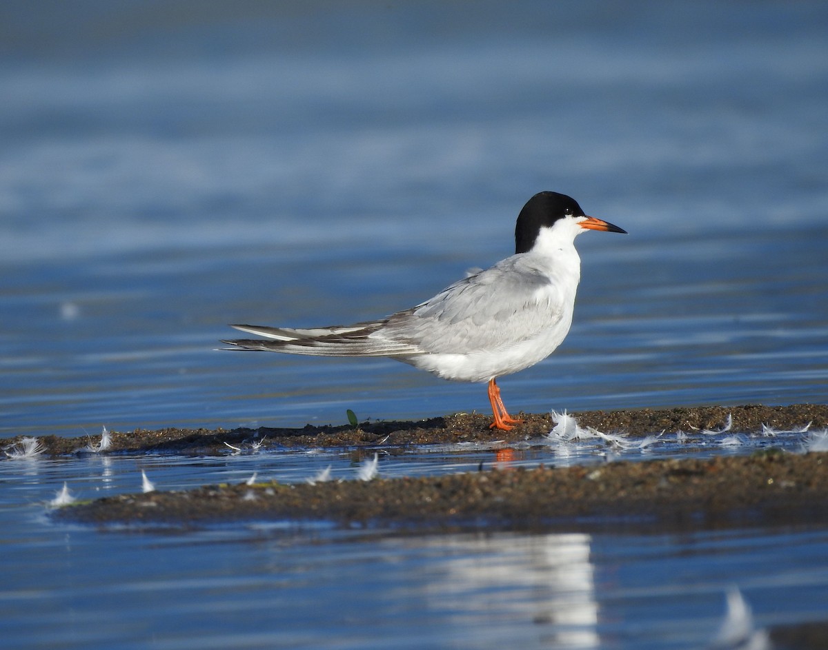 Forster's Tern - ML620272803