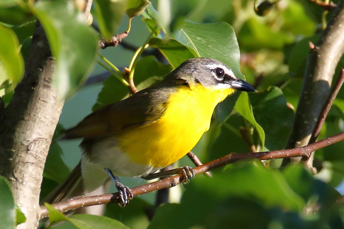 Yellow-breasted Chat - ML620272807