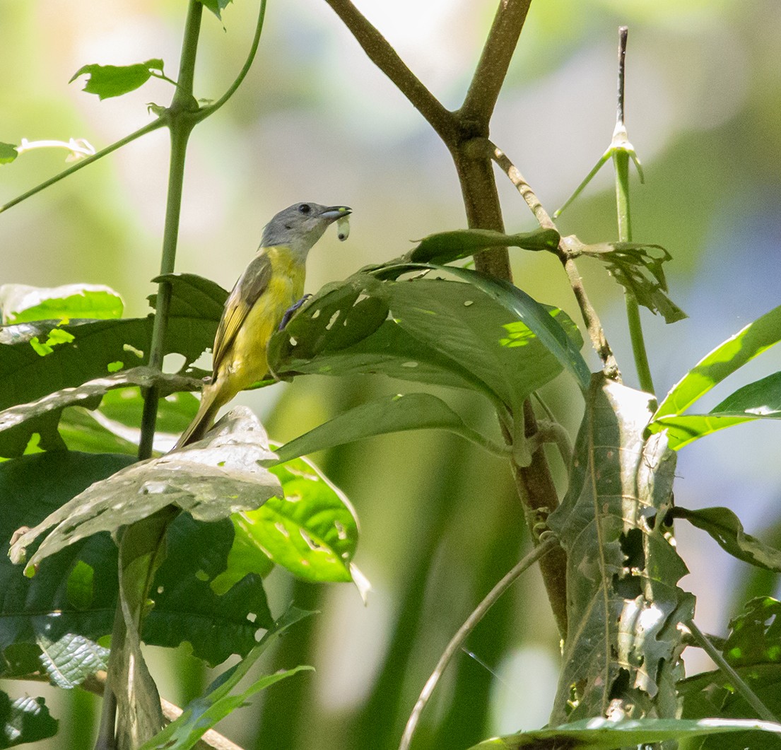 korthalevireo - ML620272811