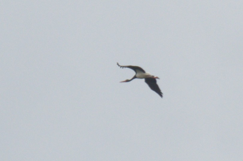 Black Stork - ML620272816
