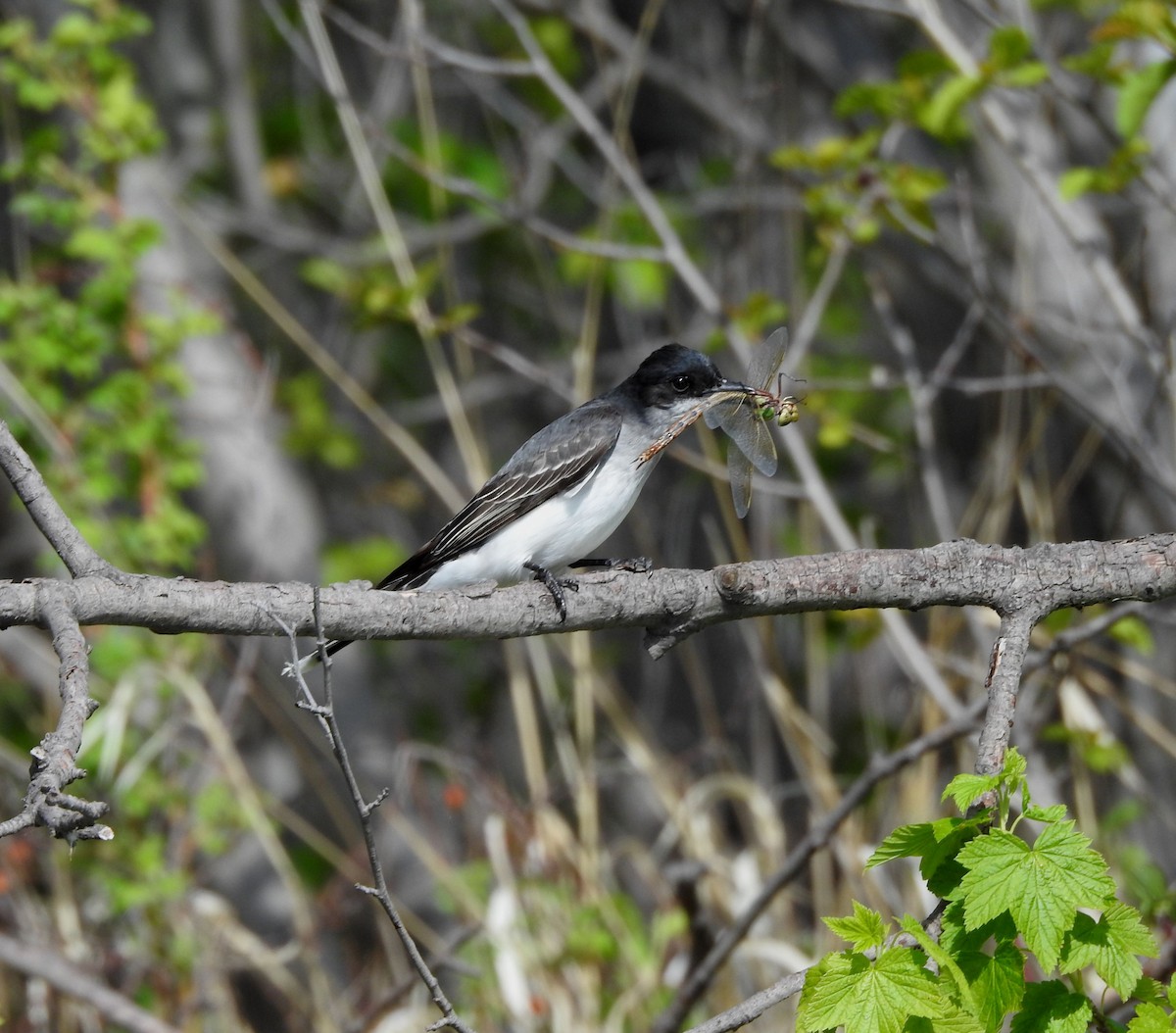 Eastern Kingbird - ML620272820