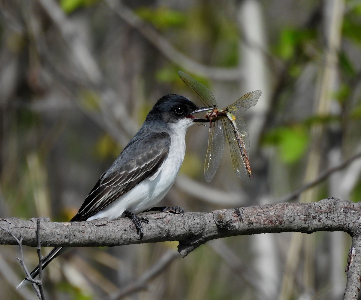 Eastern Kingbird - ML620272822