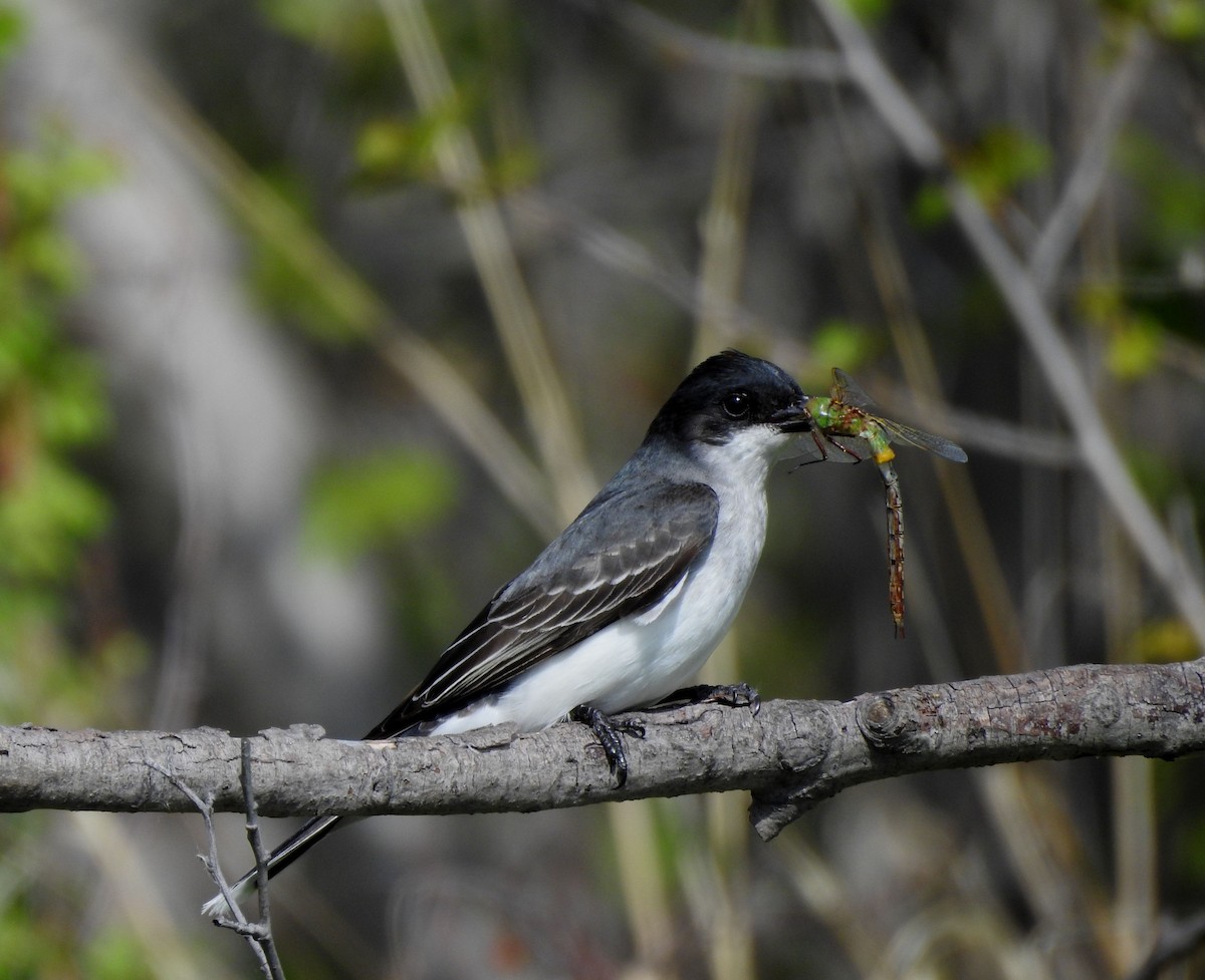 Eastern Kingbird - ML620272823