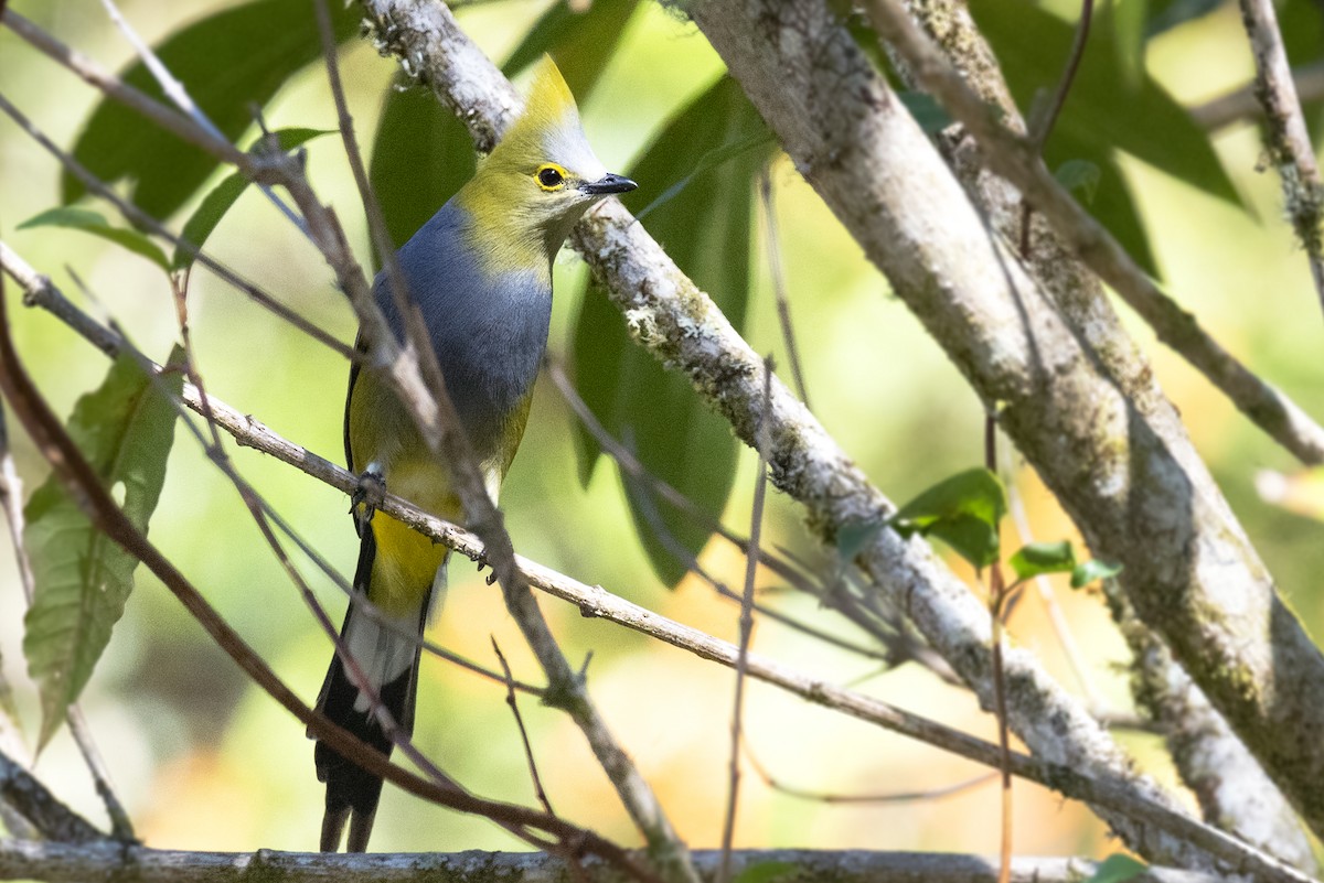 Long-tailed Silky-flycatcher - ML620272830