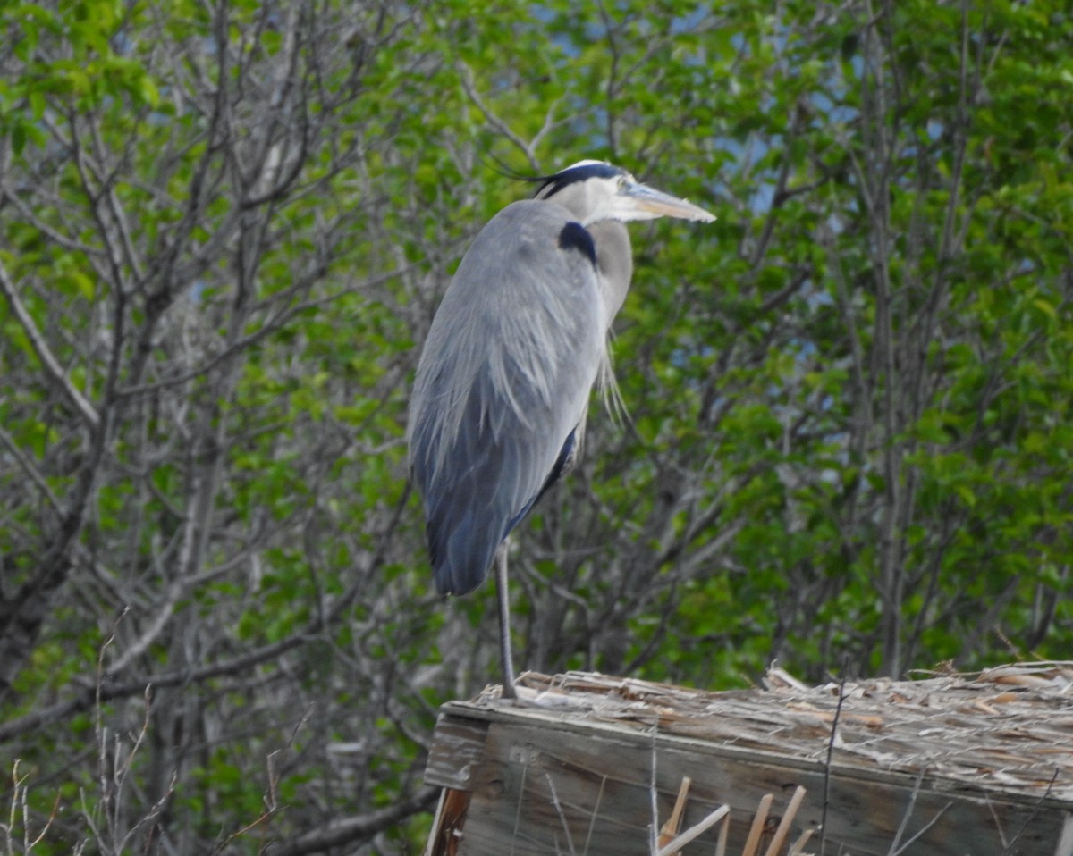 Great Blue Heron - ML620272831