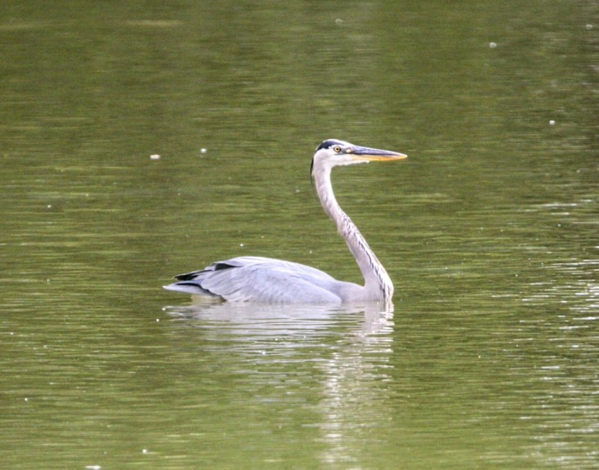 Great Blue Heron - ML620272833